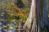 Cypress Base_25105